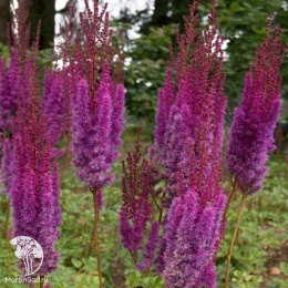 Astilbe chinensis Purpurkerze Астильба китайская Пурпуркерцэ