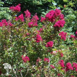 Лагерстремия индийская Ред Император