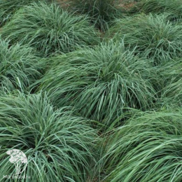 Осока повислая Блю Зингер