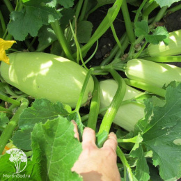 Кабачок Якорь