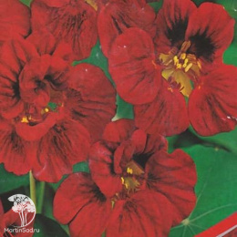 Настурция Махагон махровая