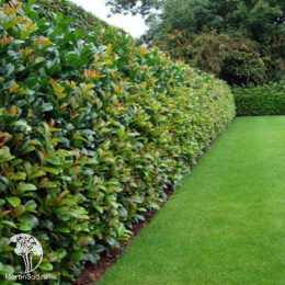 Лавровишня обыкновенная Антониус