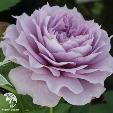 Фото Роза флорибунда Новалис