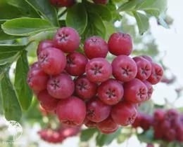 Рябина плодовая Рубиновая на штамбе