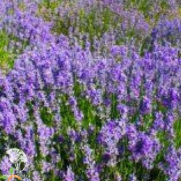 Лаванда гибридная Гроссо