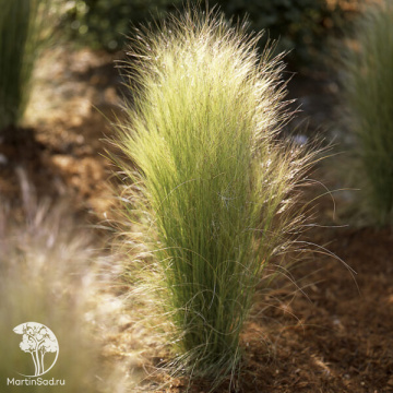 Фото Ковыль Ангел Хайр (Энджел Хейр)