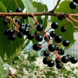 Черёмуха Ранняя круглая