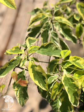 Фото Дёрен супротивнолистный Андрэ Гирауд