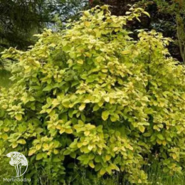 Калина гордовина Ауреа на штамбе