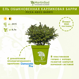 Ель обыкновенная карликовая Барри