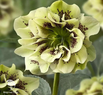 Фото Морозник восточный Дабл Элен Грин