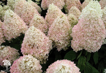 Фото Гортензия метельчатая Мэджикал Суит Самме