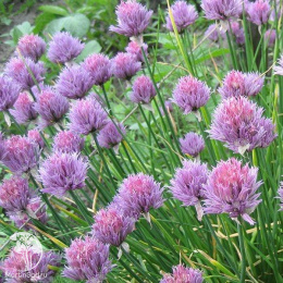 Шнитт-лук Эректа