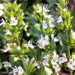 Иссоп лекарственный Альбус