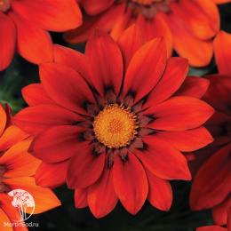 Гацания Нью Дей Красный F1, серия Элитная клумба