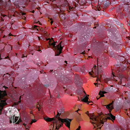Скумпия кожевенная Грейс на штамбе