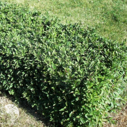 Бирючина обыкновенная Лодензе