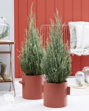 Фото Можжевельник скальный Блю Айвори