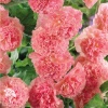 Шток-роза Розина (лососево-розовая) фото 1 