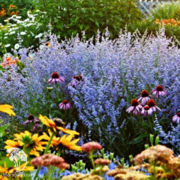 Перовския лебедоносная Рашан Сейдж