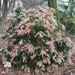 Пиерис японский Дороти Викофф