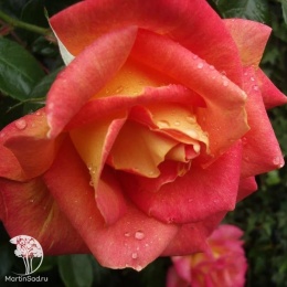 Роза чайно-гибридная Пикадилии на штамбе