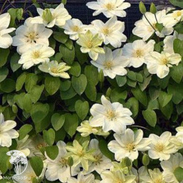 Клематис Дженси Крим