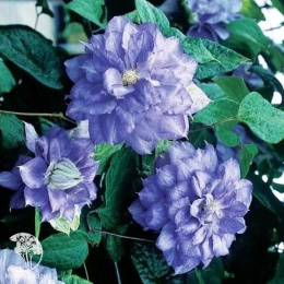 Клематис махровый Мазуры Кратер Лейк