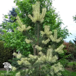 Сосна обыкновенная Биалогон