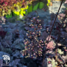 Гейхера Фростед Вайолет