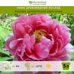 Пион древовидный Восход