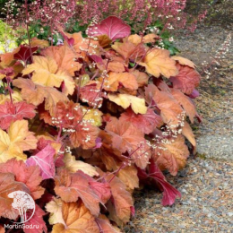 Сверхвыгодный микс! Гейхера Саузен Комфорт + Гейхера Карамель + Гейхера Биг Топ Бронз