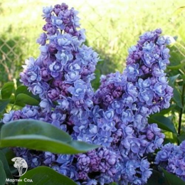 Сирень обыкновенная махровая Ами Шотт