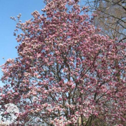 Магнолия Суланжа Пикча