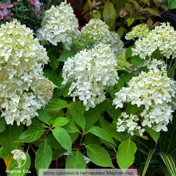 Фото Гортензия метельчатая Литтл Спуки