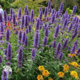 Лофант Франт