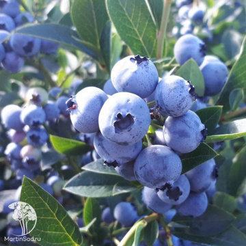 Фото Голубика высокорослая Ханнас Чойс
