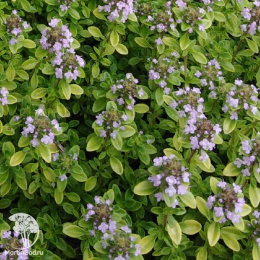 Набор для мяса тимьян Арчерс Голд + тимьян Фредо Стронг + шалфей Руген