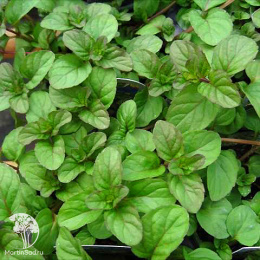 Мята Мандариновая