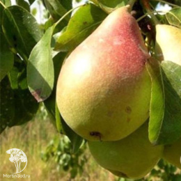 Груша Кафедральная