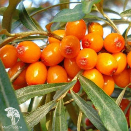 Облепиха Золотой початок (женская форма)