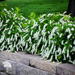  Итея виргинская Сентлав