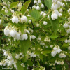 Жасмин садовый (Чубушник) Воздушный десант (Земляничный) фото 2 