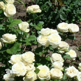 Роза Аваланж