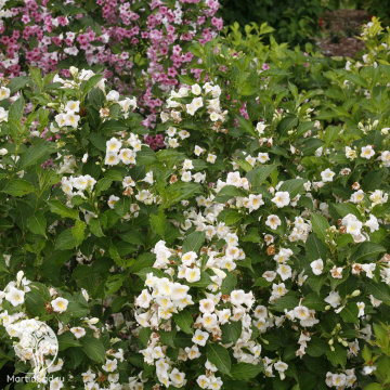 Фото Вейгела цветущая Санни Сайд Ап