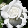 Роза чайно-гибридная Аннапурна белая фото 3 