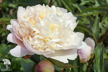 Фото  Пион молочноцветковый Мадам Кало