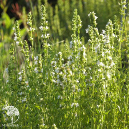 Иссоп лекарственный Альбус