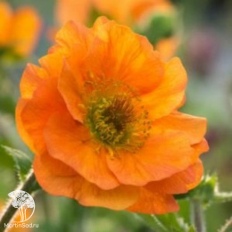 Гравилат чилийский Файербол