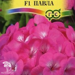 Пеларгония Павла F1 зональная